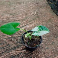 tanaman hias indoor sente varigata - pohon sente varigata