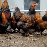 Dijual anakan ayam brahma gold lanced