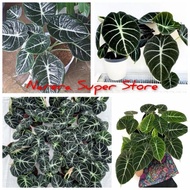 TANAMAN HIAS ALOCASIA BLACK VELVET ALOKASIA BUNGA KELADI BUKAN BONGGOL