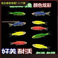 【熱賣】熱帶魚大量批發魚批發觀賞魚小型好養耐活魚寵物魚活魚群遊紅代發