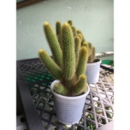 MONKEY TAIL CACTUS