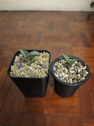 龍舌蘭-白火焰小苗2珠