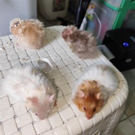 hamster syrian satin sepulau jawa