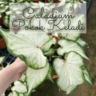 Pokok Keladi/Caladium(Pokok Keladi Hidup/Pokok Hiasan Dalam Rumah/Real Live Indoor Plant/彩叶芋