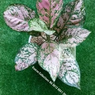 Bibit Tanaman Hias Aglonema Lady Valentine Pink Real Plant