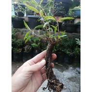 Terlaris! bahan bonsai mame beringin california ficus kalifornia