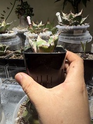 白鯨 燈養龍舌蘭仁王 冠苖 5cm