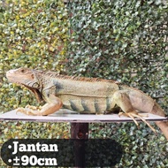 Iguana green colombia jantan