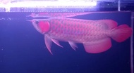 arwana super red 50 cm