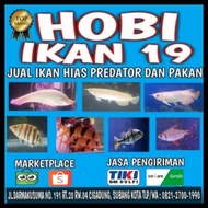 Promo Ikan Arwana Red Banjar Super Best Quality