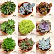 FDC ◤S2301–S2316◢ Ready Stock | Succulent Live Plant With Pot | 多肉植物 | Cameron Highlands