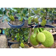 Pokok Nangka madu j33 / Cempedak durian /Cempedak madu hybrid ready stock