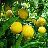 Pohon Jeruk Lemon Jumbo Bibit Jeruk Lemon Jumbo