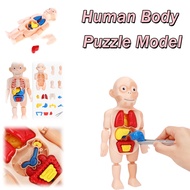 Human Body Anatomy Model Human Organ Model DIY Human Body Puzzle Model Assembly Study Toy