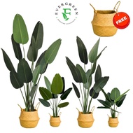 【SG Evergreen】Artificial Plant Fake Plants Artificial Travelers Palm Artificial Tree Faux Plant Arti