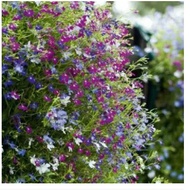 Lobelia String of Pearls Seeds (Lobelia Erinus Compacta) - LIMITED