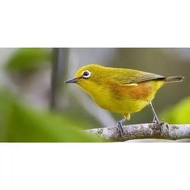 burung pleci dakun garut