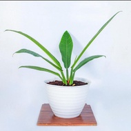 Tanaman Anthurium Linet