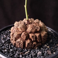 南非龜甲龍 深裂 很圓  棱角分明   5.5cm   連 花盆 塊根 植物 盆栽 Plant  caudex 非象牙宮【實拍。只此一盆】 👑 10年老店