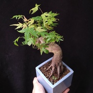 老樁八方根爪) 雞爪槭 楓葉 矮霸   楓葉 原生  盆景 連 花盆 plant  Bonsai 植物 盆栽 Japanese  maple tree 楓葉 楓樹 紅楓【實拍。只此一盆】
