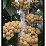 Pokok Dokong Hybrid Cepat Berbuah
