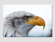 American Bald Eagle Canvas Art Eagle Print Eagle Poster (Customized) gifts holiday gifts wall decora