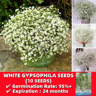 Bonsai Gypsophila Flower Seeds Easy To Grow In Philippines - 10 Seeds Double Petals White Gypsophila Seeds for Planting Flowers Baby’s Breath Flowering Plants Seeds for Gardening Gypsophila Paniculata White Flower Plants Bonsai Tree Live Plants for Sale