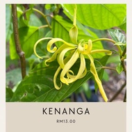 bunga kenanga wangi jenis pokok renek dan rajin berbunga