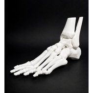 CT Scan leg frame model teaching aids humanKiris for science biology anatomi osteology ortopedi