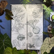 【日式門簾】觀葉好門簾 植物插畫風格 仿麻布材質 白色/綠色