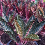 tanaman hias aglaonema red sumatra POS