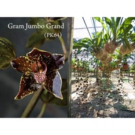 Grammatophyllum jumbo grand (grammatophyllum martae x grammatophyllum stepeliiflorum)