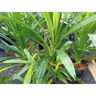 pokok daun pandan (wangi)