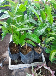 Mahogany Tree and Narra Tree- rooted and ready to plant