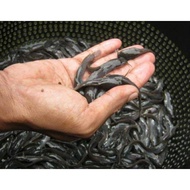 Ikan Lele Pakan Predator - Bibit Lele Sangkuriang Ukuran 4-6 cm