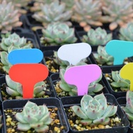 100pcs Plant Labels Markers Garden Tools Vegetable Tags Sign PVC Gardening Stake Soil Paint Waterpro