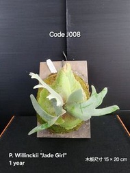 P. Willinckii "Jade Girl" Plant