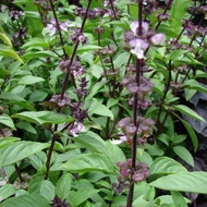 Fresh basil_dried basil leaves