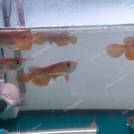 PTR ikan arwana golden red baby 10cm