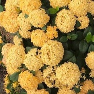 Tanaman hias bunga asoka / soka warna kuning ( Dwarf yellow Ixora )