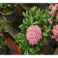 ixora rose Ixora chinensis / Pokok Bunga Xian Dan [ PINK]