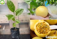Fruit Tree  - Anak Pokok Markisa Panama Rose Gold Passion Fruit 巴拿马玫瑰香黄金百香果树苗