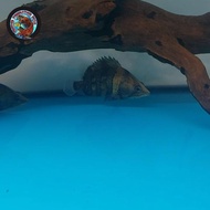 ikan datz ngt papua tiger papua