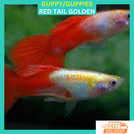 RFA High Grade Red Tail Golden Guppy Ikan Hidup Guppy
