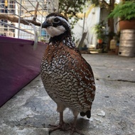 PUYUH HIAS BOBWHITE AMERIKA PARUH BENGKOK 