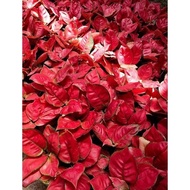 red anjamani menor - tanaman hias aglaonema / aglonema murce