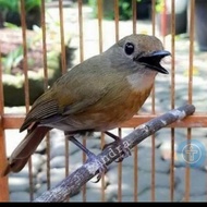 burung srdc ori bali jantan