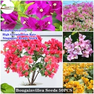 100% Original 100pcs Mixed Dwarf Bougainvillea Flower Seeds for Planting Rare Real Live Plants Home 