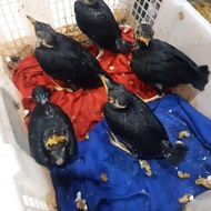 burung beo anakan