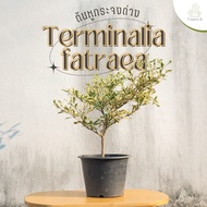Treeno.9 T47 หูกระจงด่าง  Terminalia fatraea สูง 50-60 ซม. กระถาง 8-10 นิ้ว  ต้นไม้มงคลประดับ ใบด่างสวยงาม ต้นทรงมินิมอล